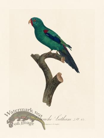 Barraband Parrot 062